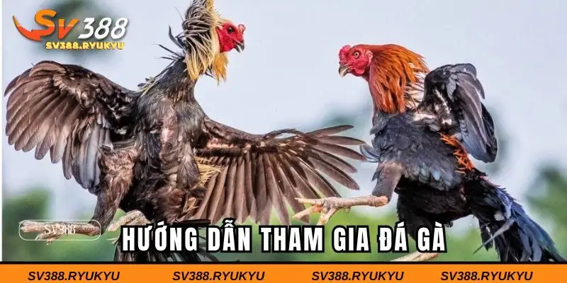 Hướng dẫn tham gia đá gà